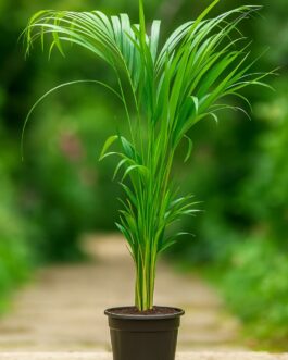 Areca Palm Plant – 6″