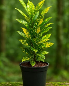 Baby Croton – 4″