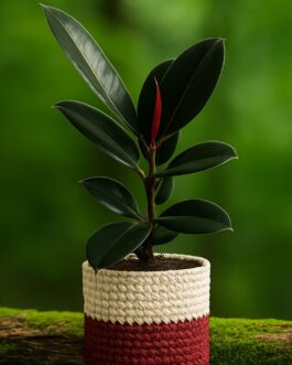 Black Rubber Plant – 6″