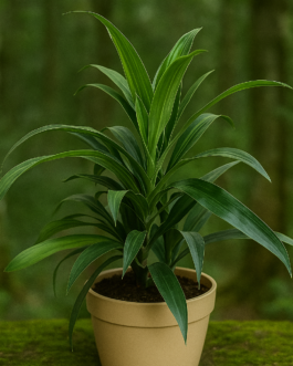 Masenger Plant – 4″