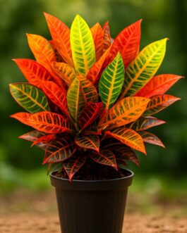 Croton Petra – 6″