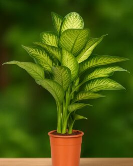 Dieffenbachia Plant – 4″