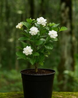 Mogra Plant – 6″