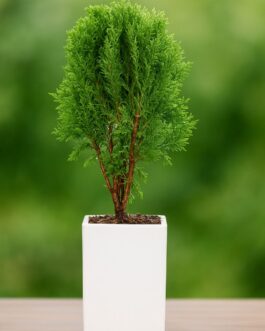 Morpankhi Plant – 6″