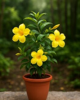 Allamanda Plant – 6″