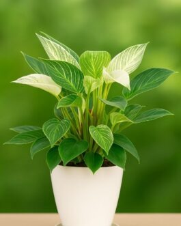 Barking Plant – 4″