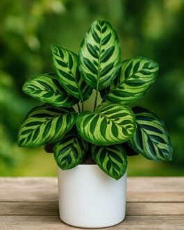 Calathea Green Plant – 4″