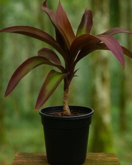 Dry Chiniya Plant – 4″