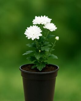 Guldavari Plant – 6″