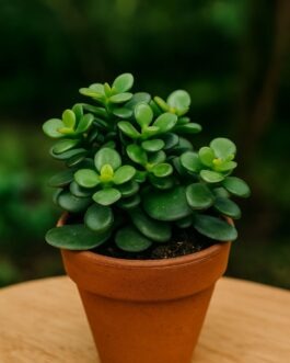 Jade Plant – 4″