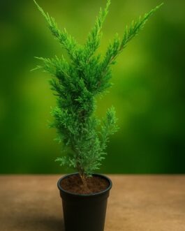 London Pine Plant