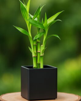 Lucky Bamboo Plant – 4″