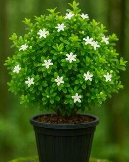 Madhu Kamini Plant – 4″