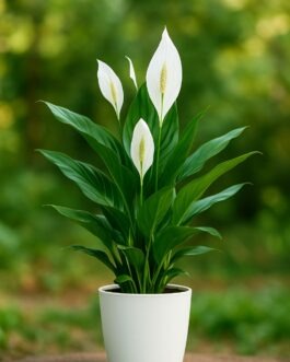 Peace lilly Plant- 4″