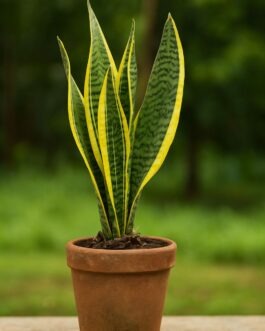 Snake Plant – 6″