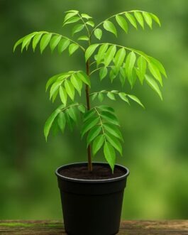 Sweet Neem Plant
