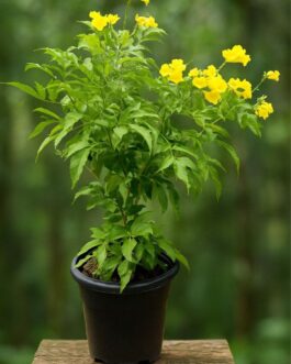 Tecoma Plant – 5″