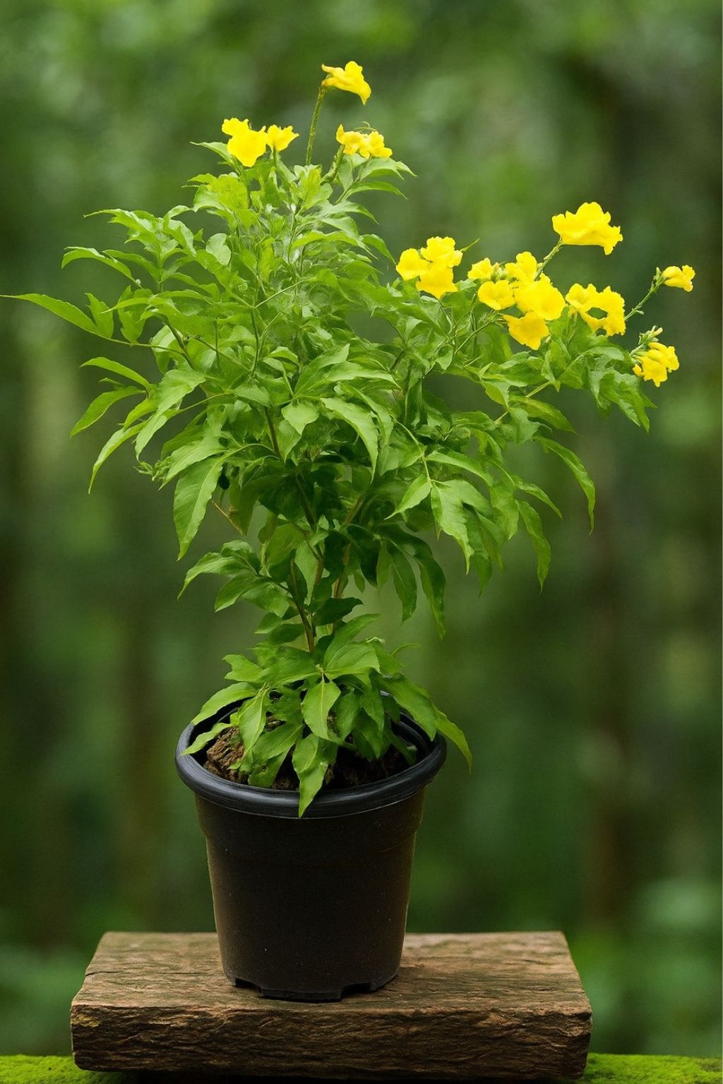 Tecoma Plant Natural Nursery
