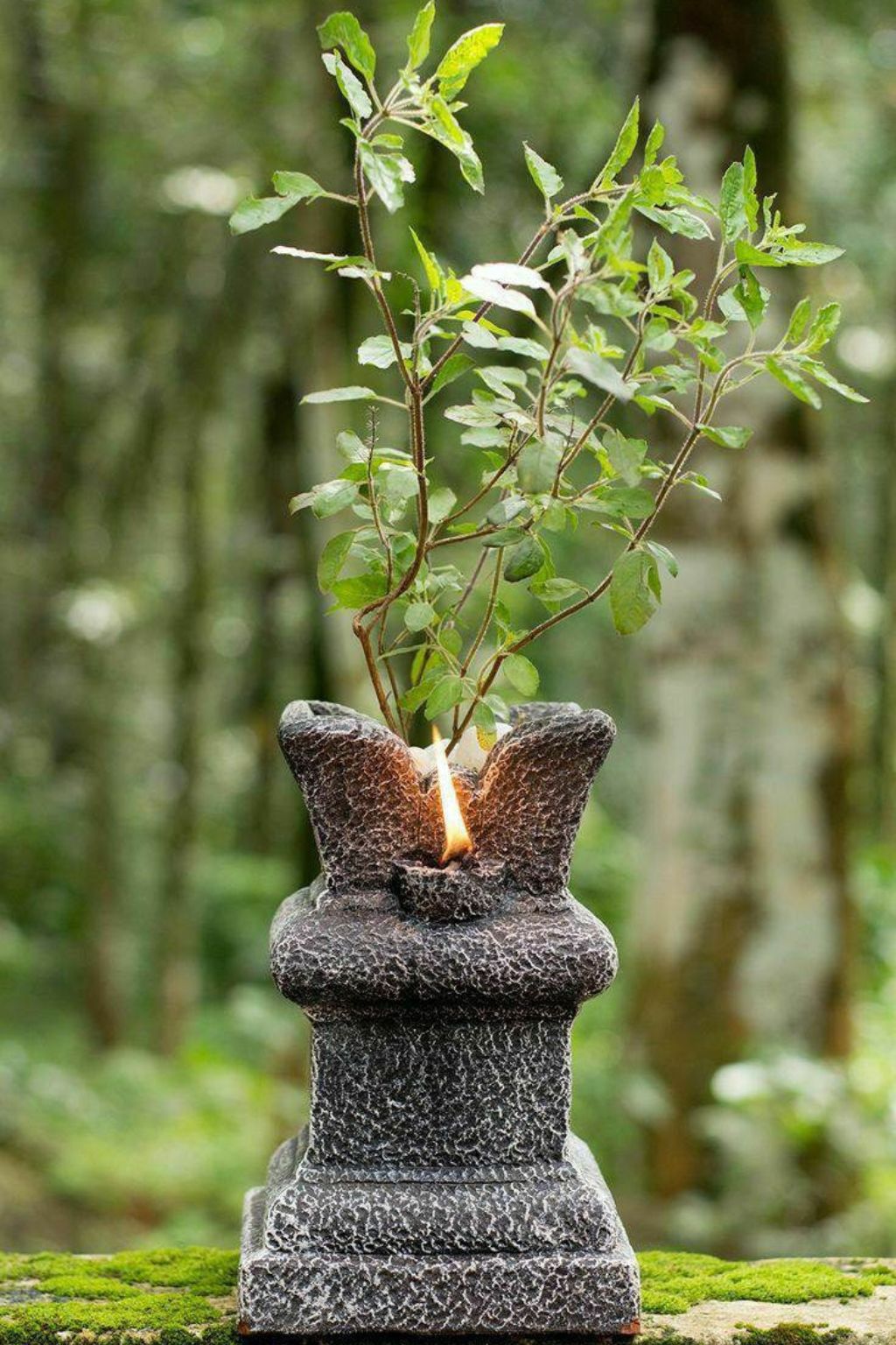 Tulsi Plant Natural Nursery