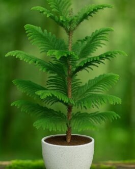Araucaria Plant – 4″