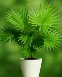 China Palm Plant – 4″