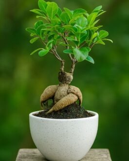 Ficus Bonsai Plant
