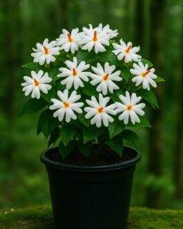 Harshingar Plant – 6″