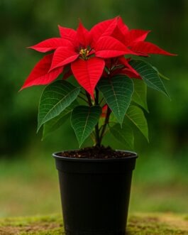 Poinsettia Plant