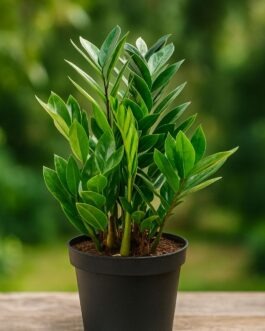 ZZ Plant – 5″