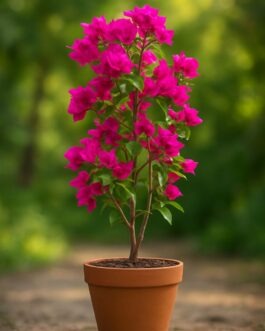 Bougainvillea Plant – 4″