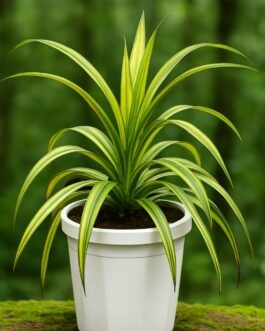 Spider Plant – 4″